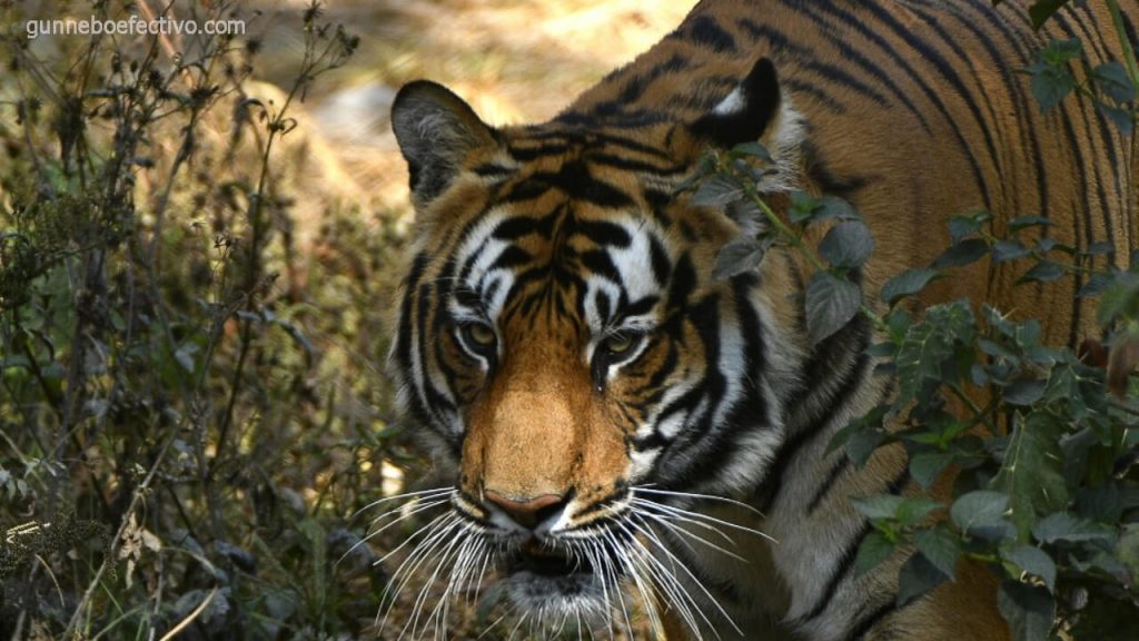 ความคิดเห็น เกี่ยวกับการฆ่าเสือในอินเดีย ความเห็นของรัฐมนตรีรัฐของอินเดียเกี่ยวกับการฆ่าเสือได้จุดประกายการถกเถียงเรื่องการอนุรักษ์ 
