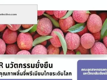 Chiang Mai University